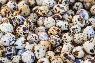 bıldırcın yumurtası