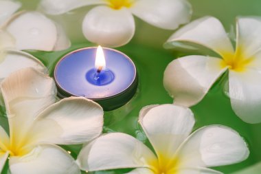 Plumeria çiçek kokulu mumlar