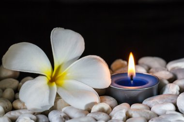 Plumeria çiçek kokulu mumlar