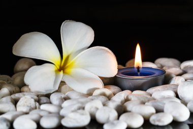 Plumeria çiçek kokulu mumlar