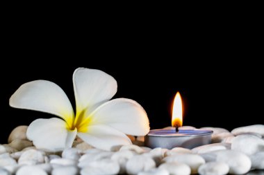 Plumeria çiçek kokulu mumlar