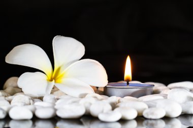 Plumeria çiçek kokulu mumlar