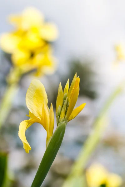 Flor de canna — Foto de Stock