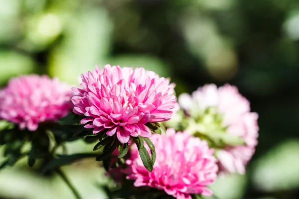 Flores de crisantemo en el jardín — Foto de Stock