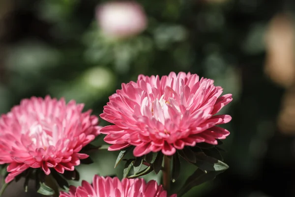 Chryzantéma květiny v zahradě — Stock fotografie