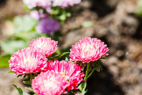 Fleurs de chrysanthème dans le jardin — Photo