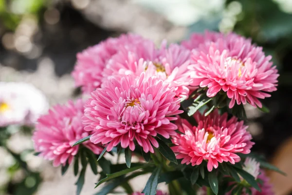 Chrysanthemum flowers in garden — Stock Photo, Image