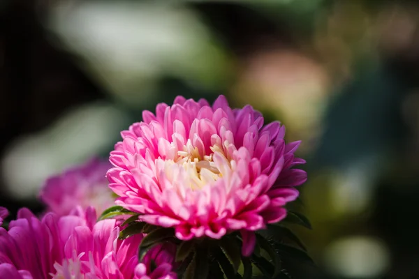 Chryzantéma květiny v zahradě — Stock fotografie