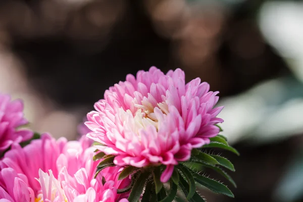 Flores crisântemo no jardim — Fotografia de Stock