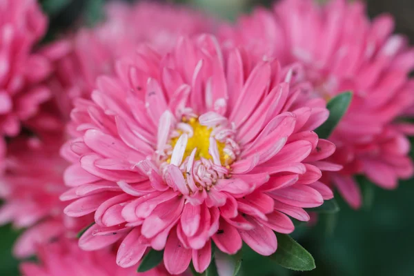 Fleurs de chrysanthème dans le jardin — Photo
