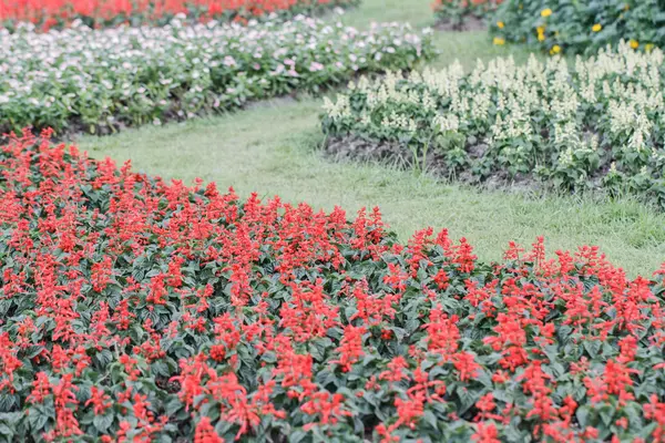 Flores en jardín — Foto de Stock