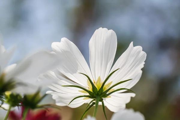 Cosmos flores en el jardín —  Fotos de Stock