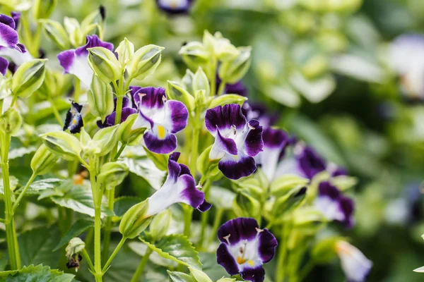 Wishbone flower — Stock Photo, Image