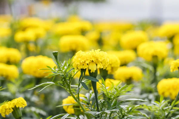 Marigold flowers — Stock Photo, Image