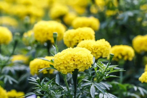 Marigold flowers — Stock Photo, Image