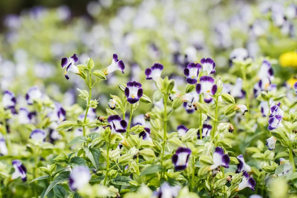 Querlenker-Blume — Stockfoto