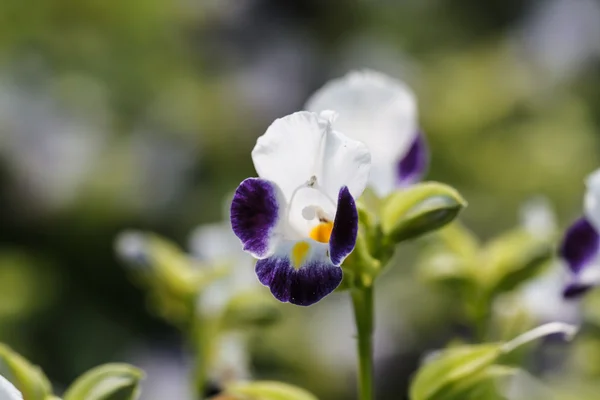 Wishbone flower — Stock Photo, Image
