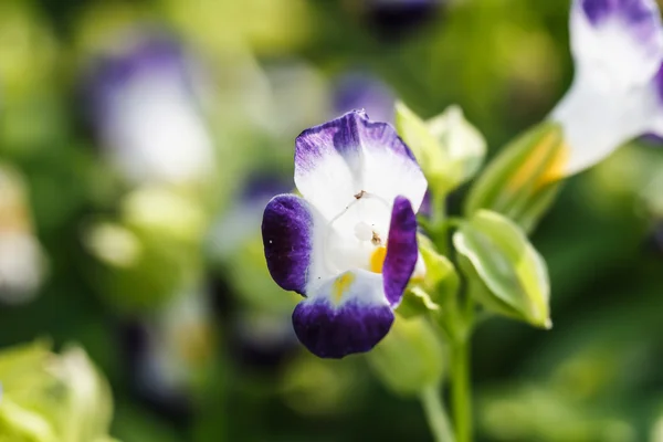 Querlenker-Blume — Stockfoto