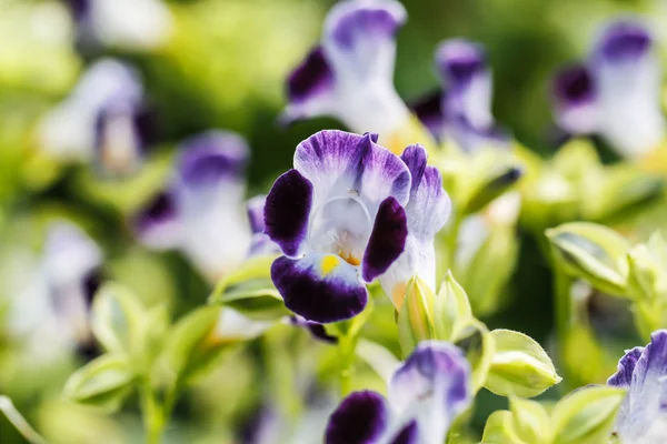 Querlenker-Blume — Stockfoto