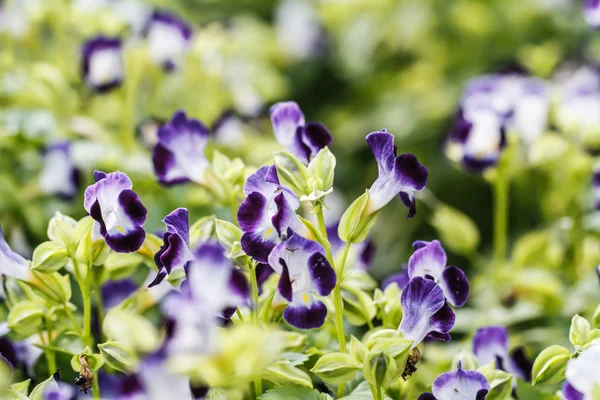 Querlenker-Blume — Stockfoto