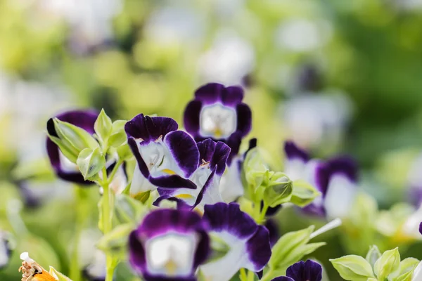 Fiore di osso del desiderio — Foto Stock