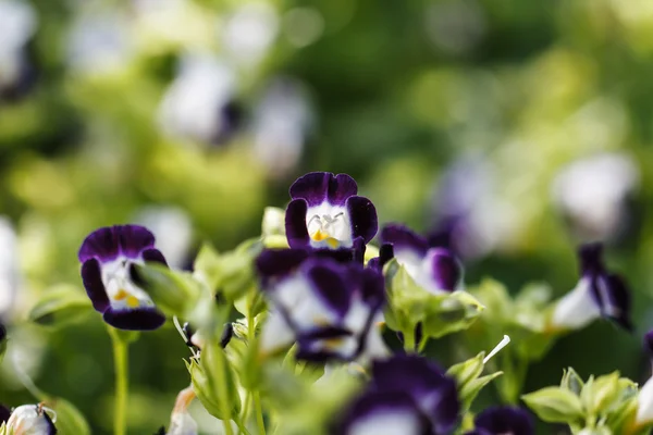 Fiore di osso del desiderio — Foto Stock