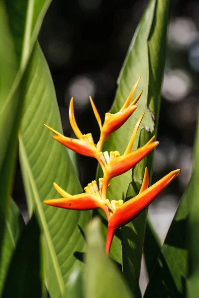 Canna-Blüte — Stockfoto