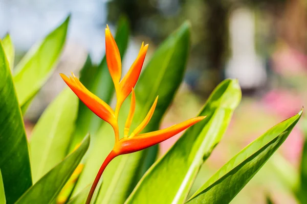 Canna  flower — Stock Photo, Image