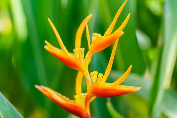 Canna çiçekflor de caña — Stok fotoğraf