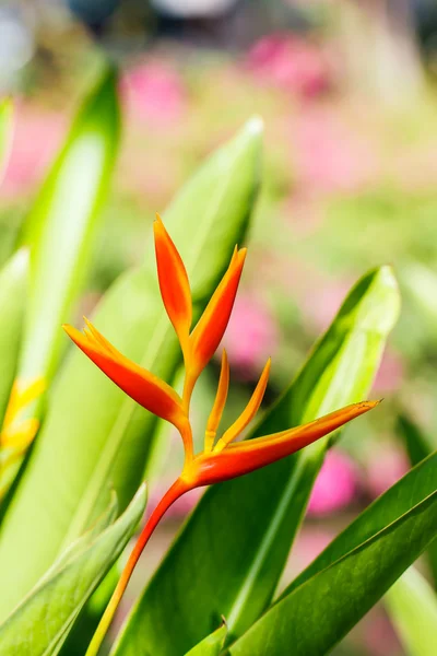 Canna blomma — Stockfoto