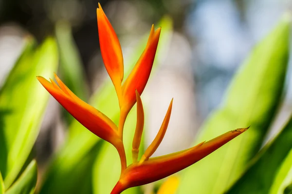 Canna çiçekflor de caña — Stok fotoğraf