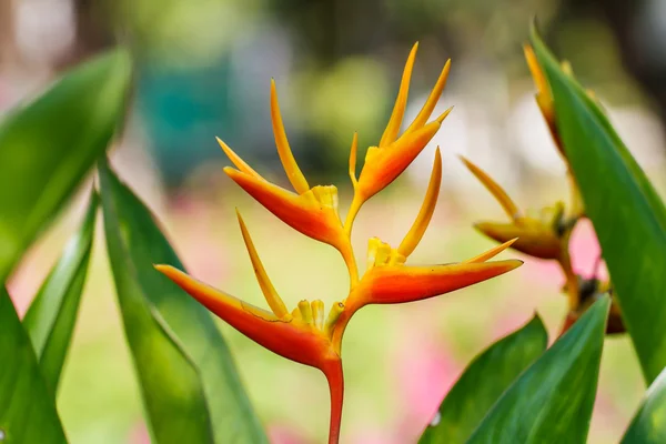 Canna bloem — Stockfoto