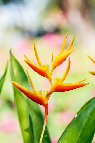 Canna çiçekflor de caña — Stok fotoğraf