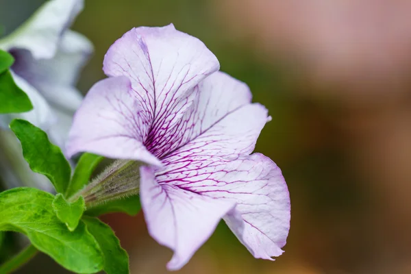 Petunya çiçeği — Stok fotoğraf