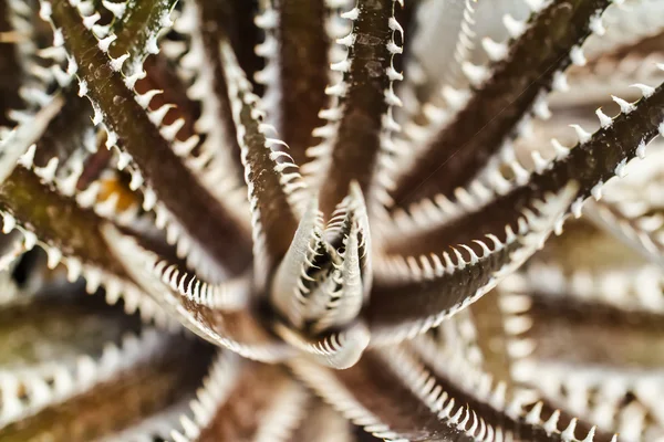 Macro scatto Dyckia — Foto Stock