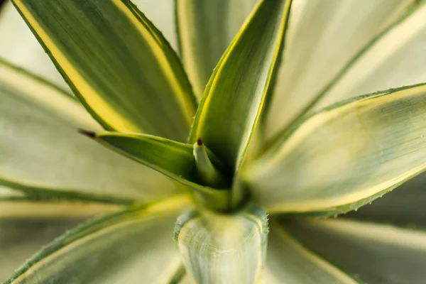 Žlutá dyckia rostlina — Stock fotografie