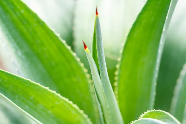 Żółty dyckia roślina — Zdjęcie stockowe