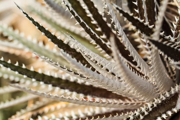 Dyckia makro — Zdjęcie stockowe