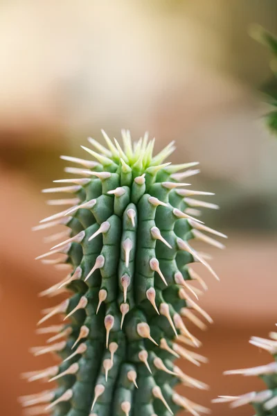 Zár-megjelöl-a gömb alakú kaktusz — Stock Fotó