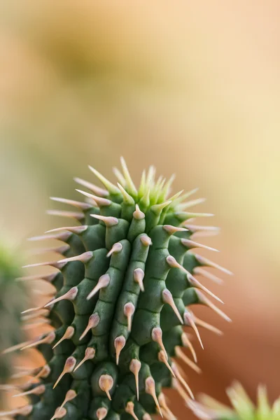 Zblízka Globe ve tvaru kaktusu — Stock fotografie