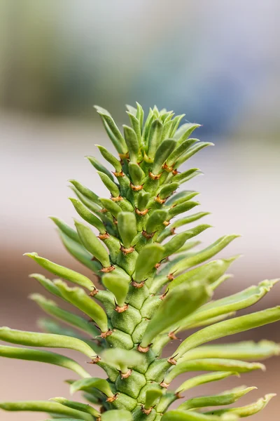 观赏麻 Cacust — 图库照片