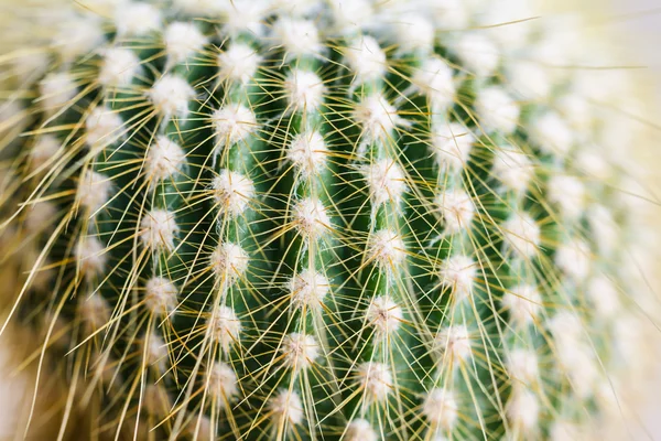 Close up van globe vormige cactus — Stockfoto