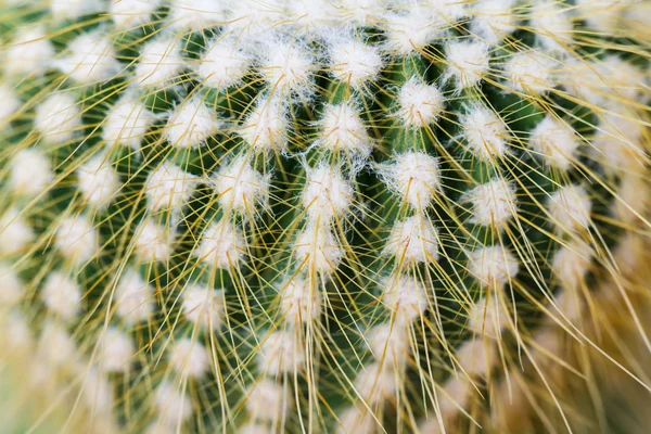 Zblízka Globe ve tvaru kaktusu — Stock fotografie