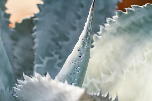 Close up of globe shaped cactus — Stock Photo, Image