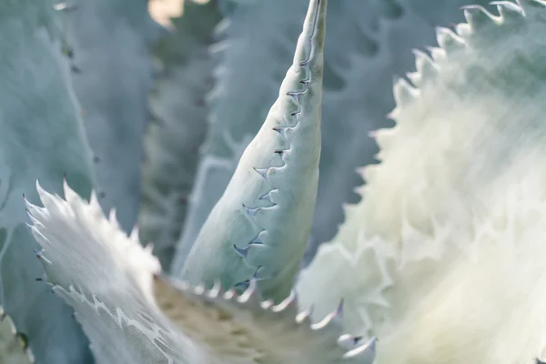 Nahaufnahme eines kugelförmigen Kaktus — Stockfoto