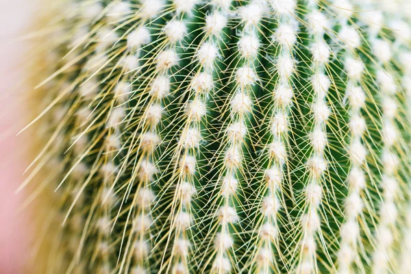 Close up van globe vormige cactus — Stockfoto