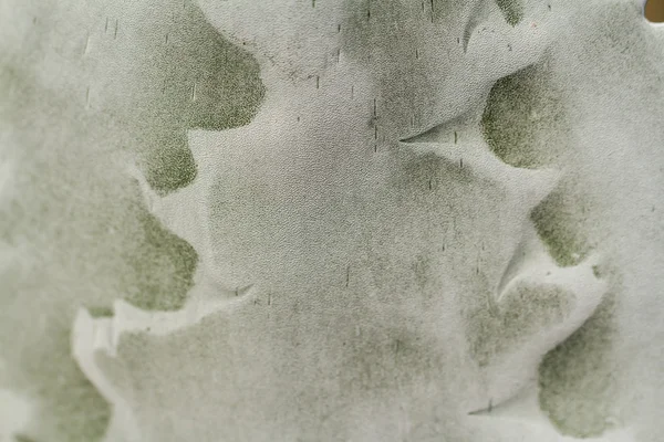 Close up de cacto em forma de globo — Fotografia de Stock