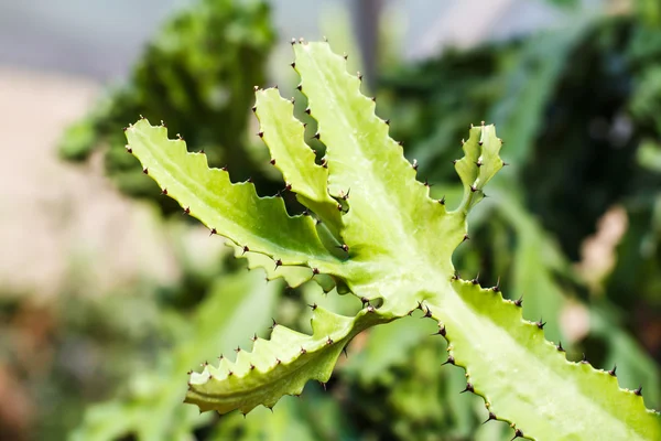 Primo piano del cactus a forma di globo — Foto Stock