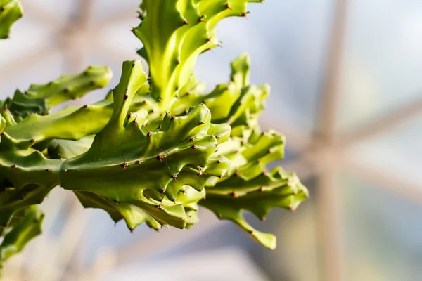 Close up of globe shaped cactus — Stock Photo, Image