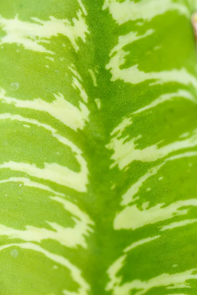 Close up of globe shaped cactus — Stock Photo, Image